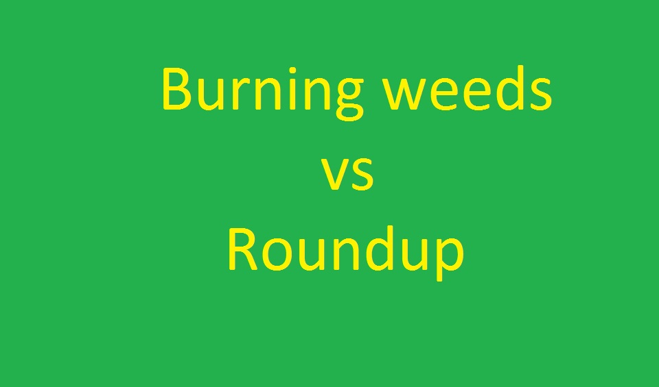 Burning weeds vs roundup